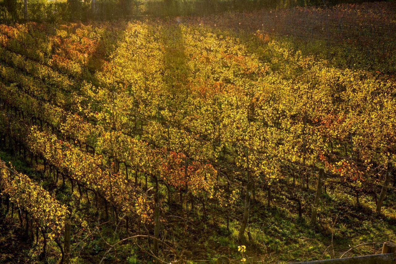 Agriturismo Gli Archi Villa Fauglia Esterno foto