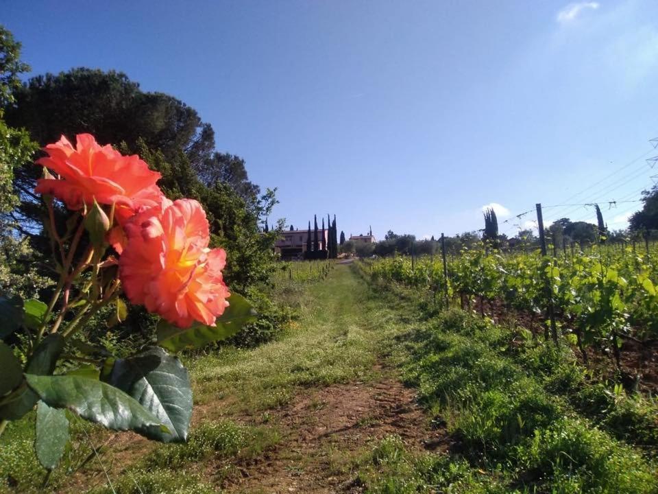 Agriturismo Gli Archi Villa Fauglia Esterno foto