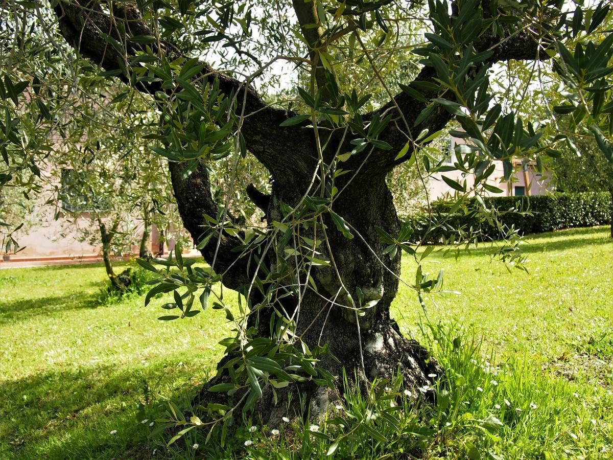 Agriturismo Gli Archi Villa Fauglia Esterno foto